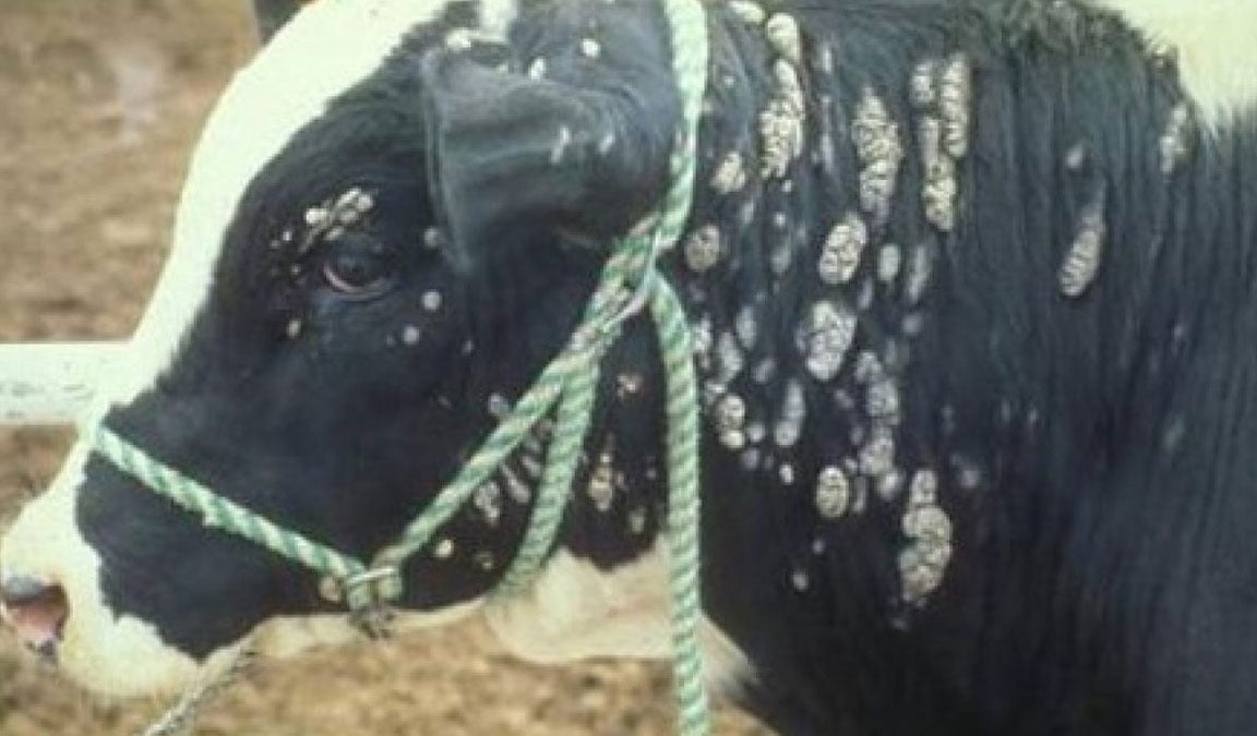 Sapi Demam Ini Dia! Jenis Penyakit Sapi Beserta Solusi Lengkapnya Untuk Peternak ...