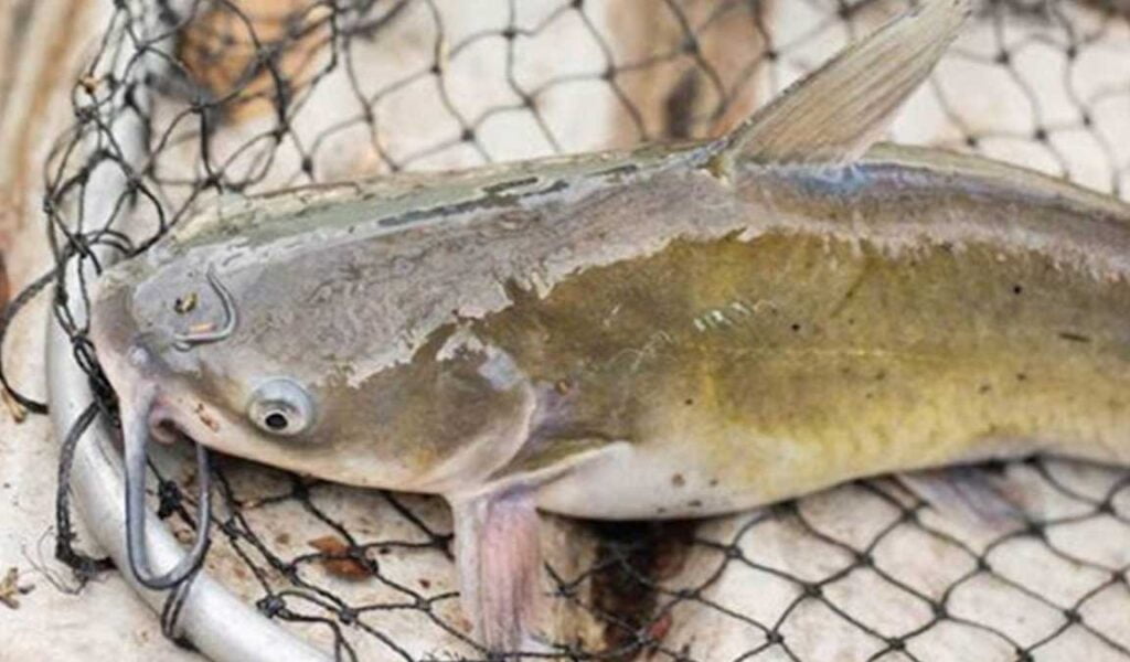 penyakit kuning ikan lele