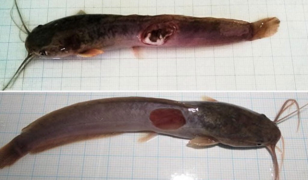 cara mengatasi penyakit lele