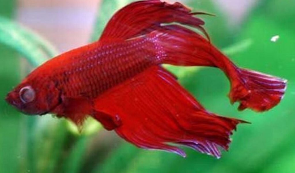 penyakit ikan cupang