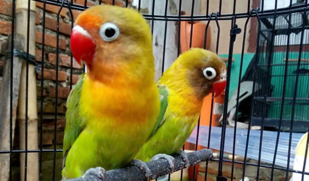 cara merawat lovebird
