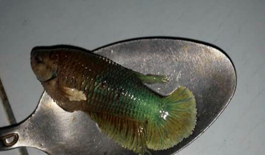 penyakit jamur ikan cupang