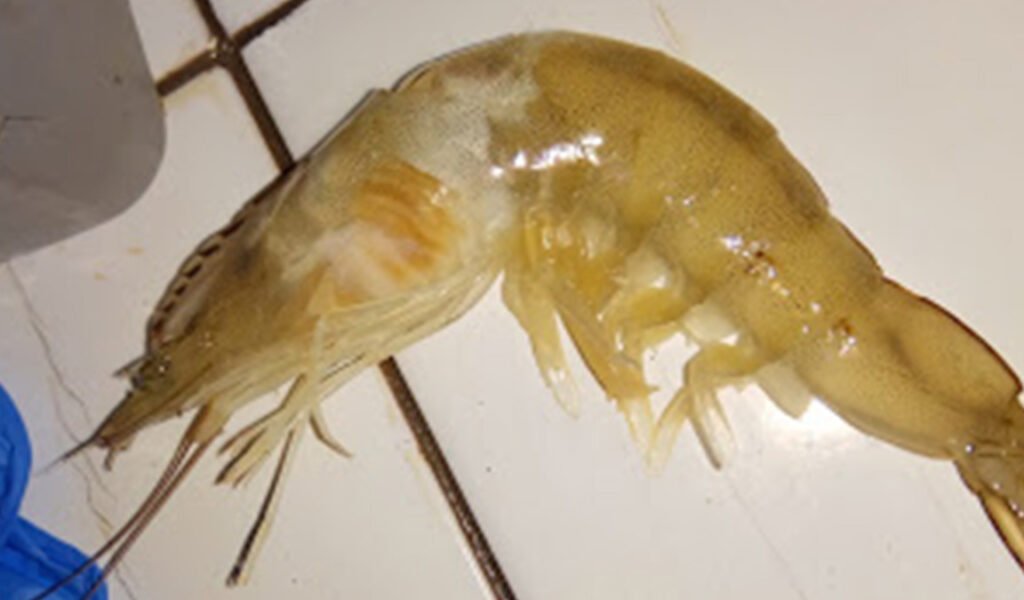 penyakit udang vaname