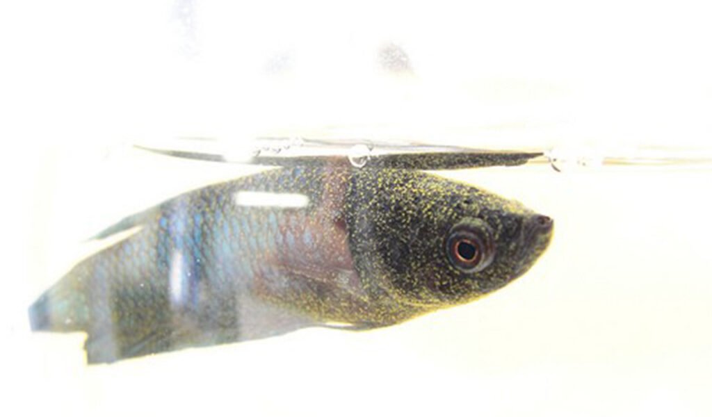 mata bengkak pada ikan cupang