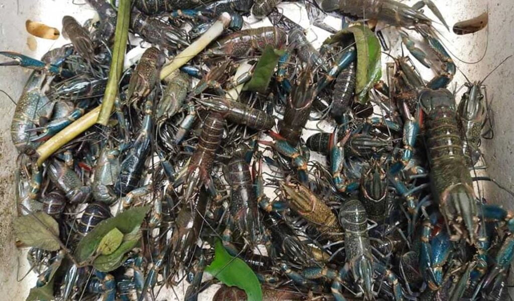 makanan-lobster-air-tawar