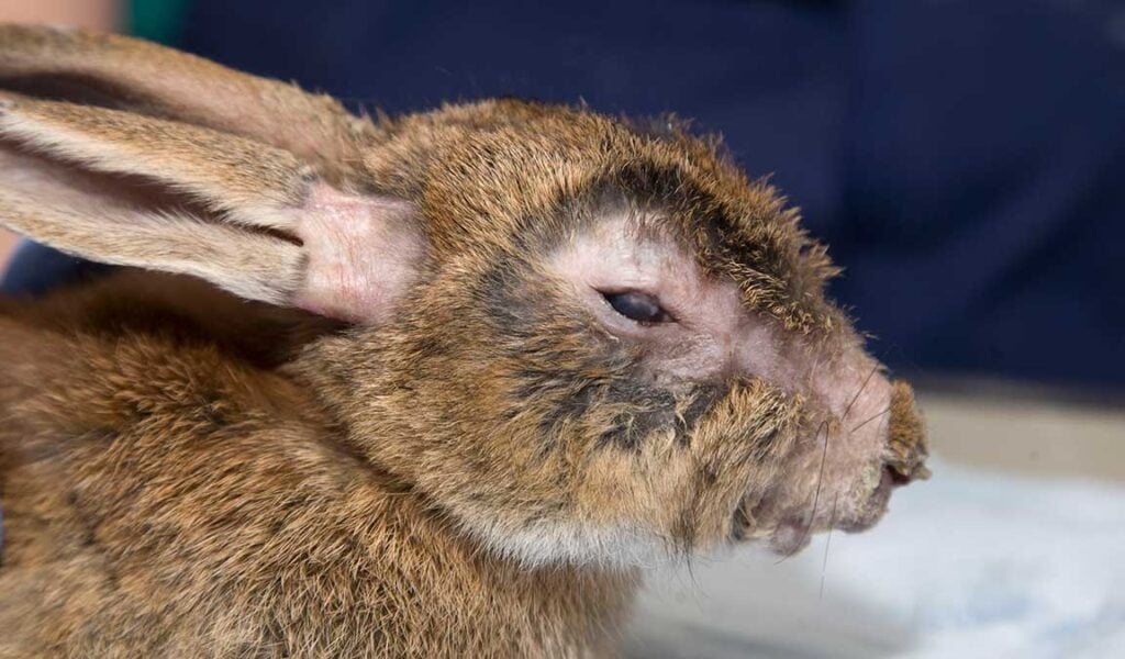 penyakit scabies kelinci