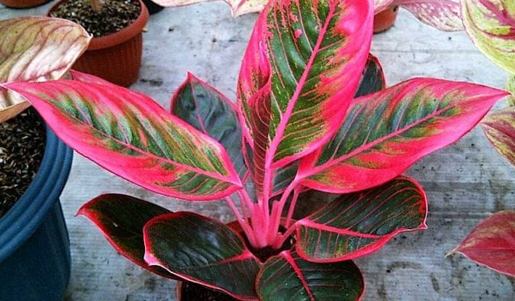 cara merawat aglaonema