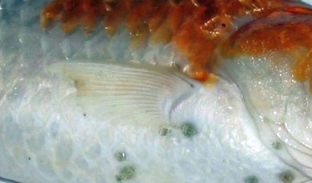 penyakit kutu ikan koi