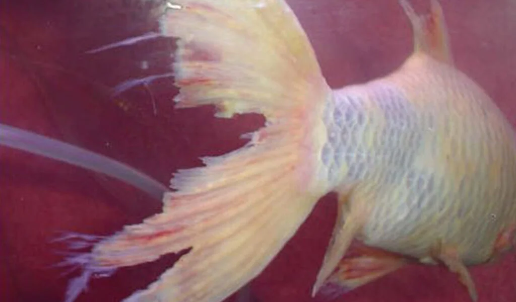 penyakit busuk sirip ikan koi