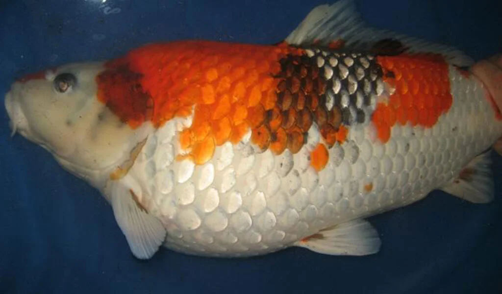 penyakit dropsy ikan koi