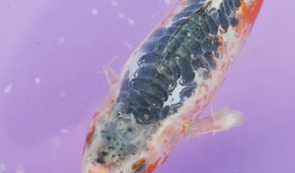 penyakit kapas putih ikan koi