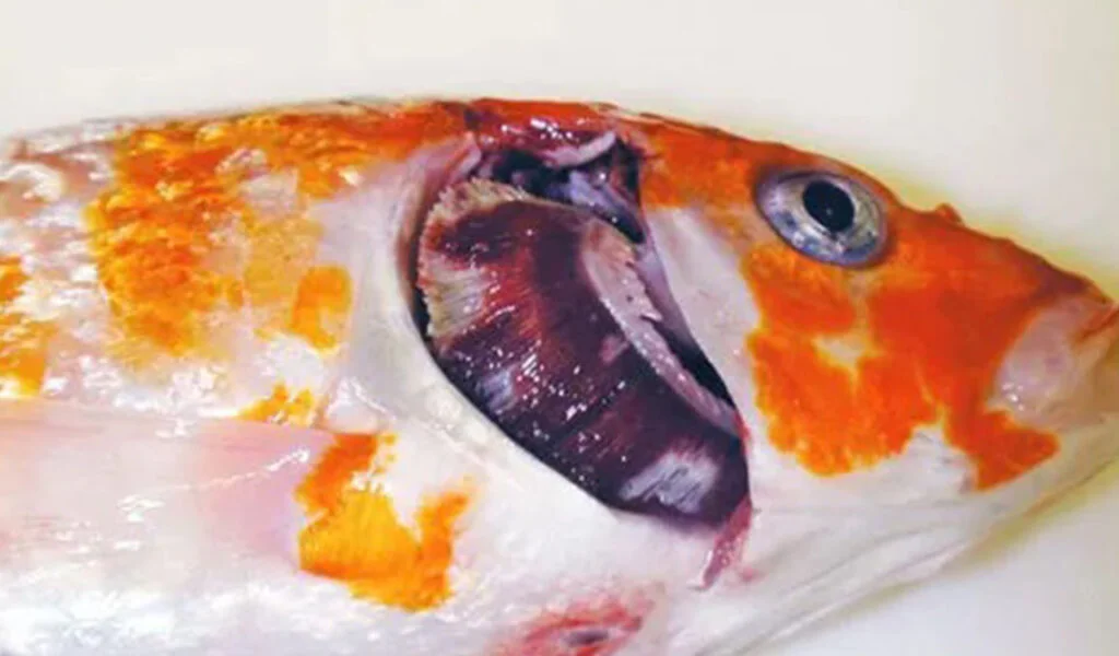 penyakit herpes ikan koi