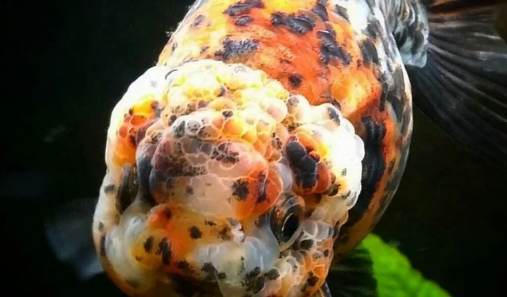 penyakit lernea ikan koi