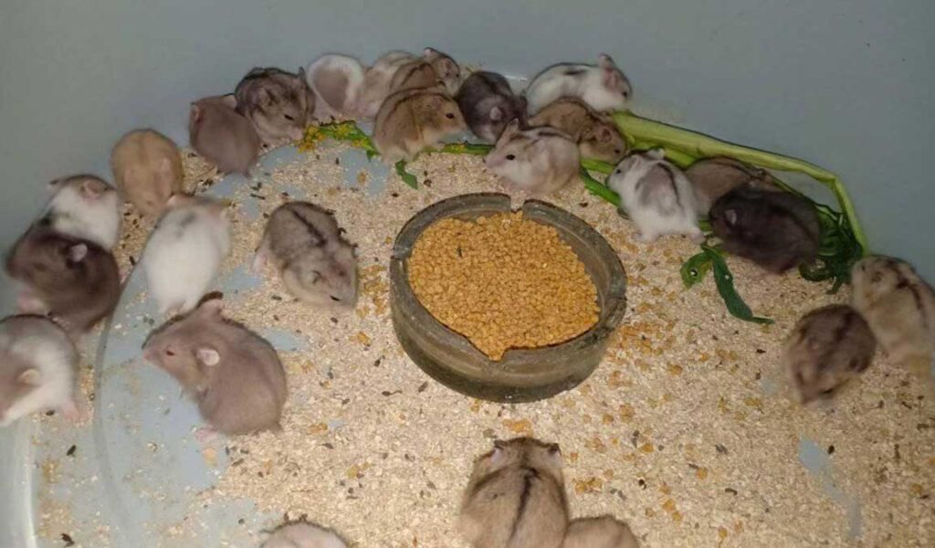 cara merawat hamster