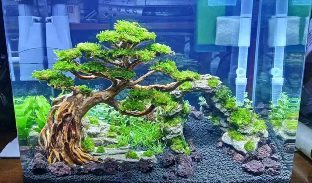 pupuk dasar auqascape