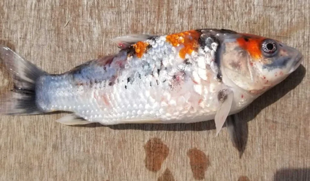 penyakit kurus ikan koi