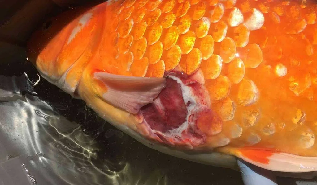 penyakit ulcer ikan koi