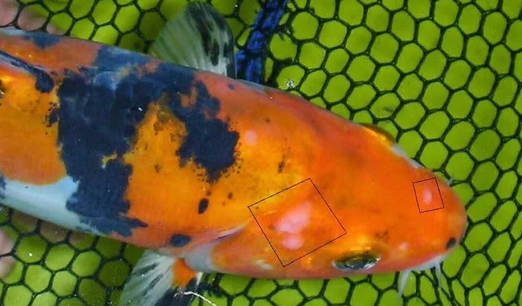 penyakit bintik putih ikan koi
