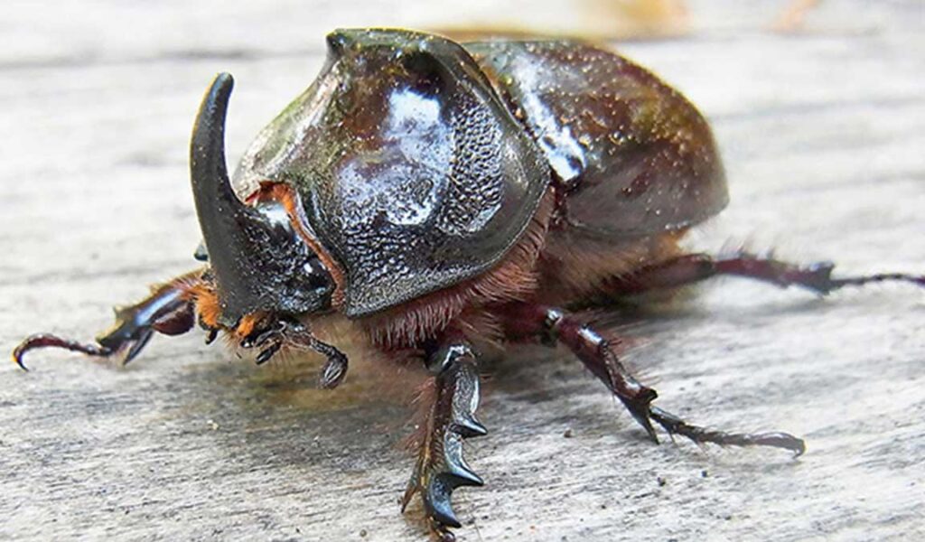 hama kumbang