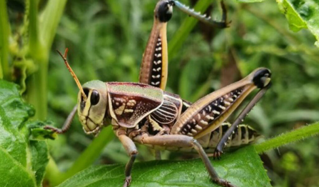 hama belalang