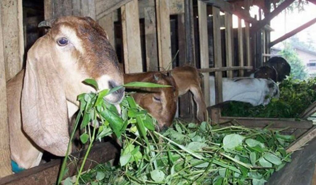 cara mengatasi kambing tidak mau makan