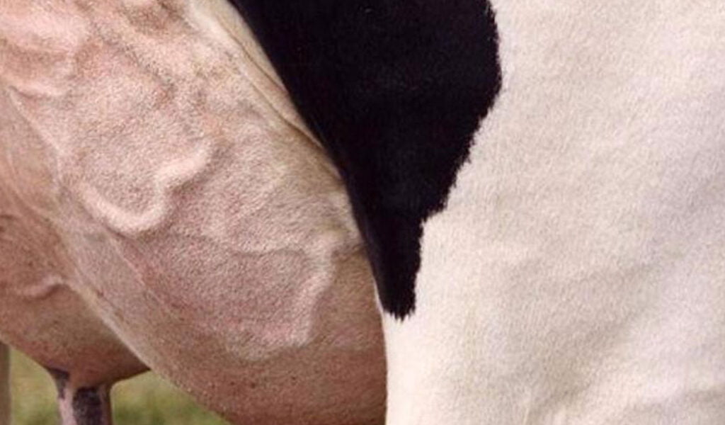 cara pencegahan penyakit mastitis sapi