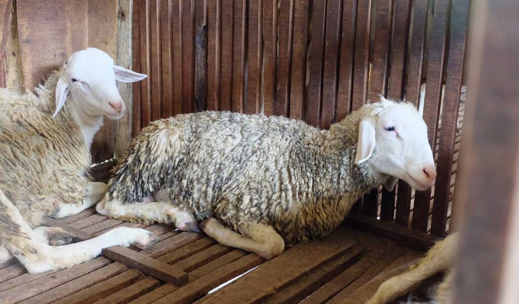 domba tidak mau makan