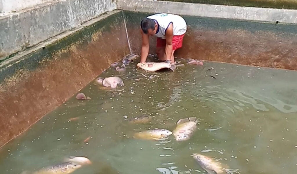 meningkatkan nafsu makan ikan gurame
