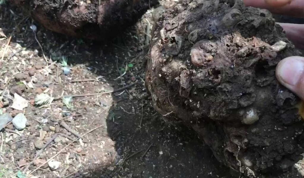 hama penyakit pada porang