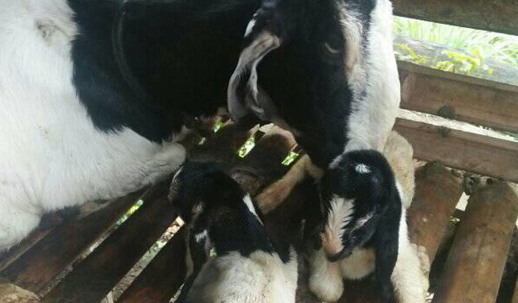 cara kambing cepat beranak