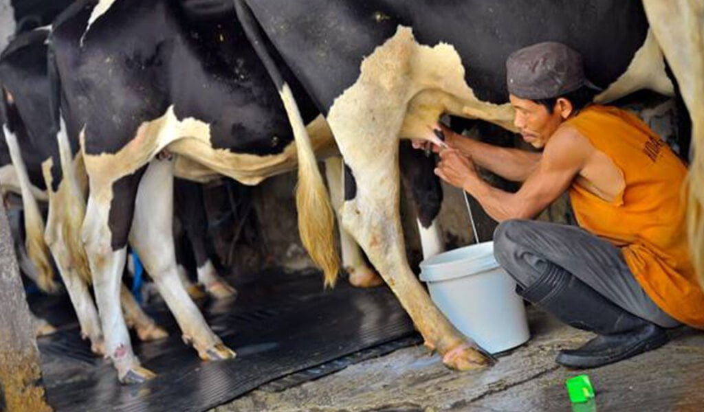 cara agar sapi perah menghasilkan susu banyak
