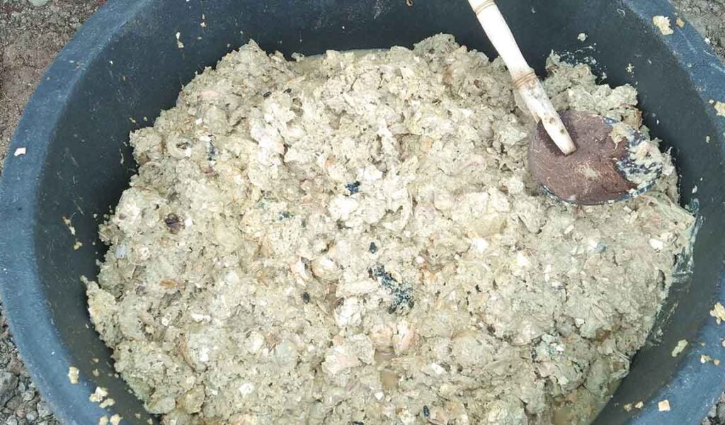 pakan fermentasi lele