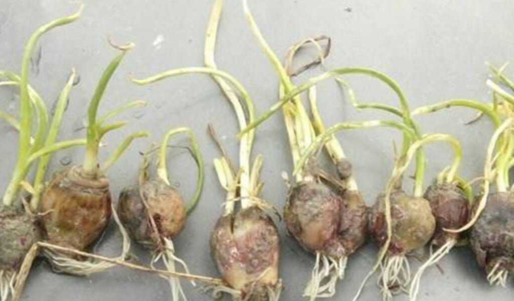 penyakit moler bawang merah