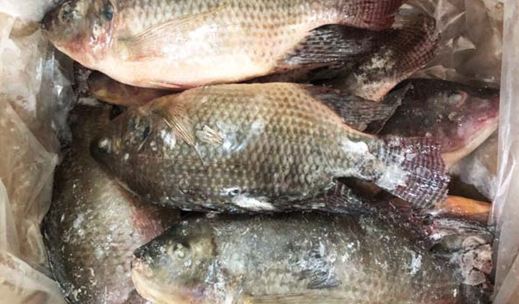 penyakit jamur pada nila