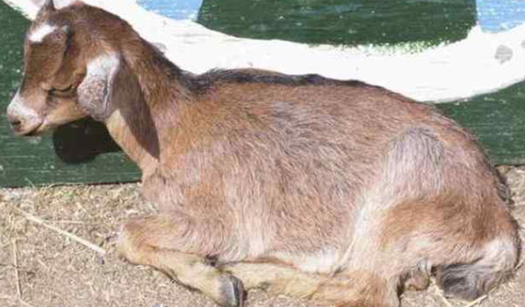 penyakit kambing kaku