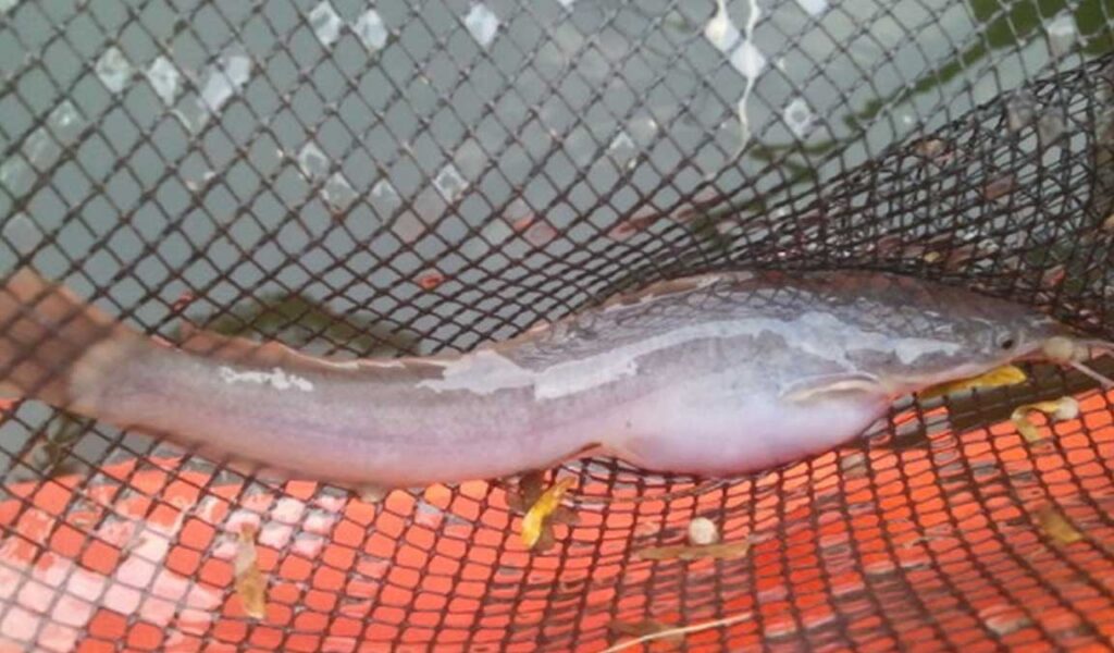 penyakit lele kembung