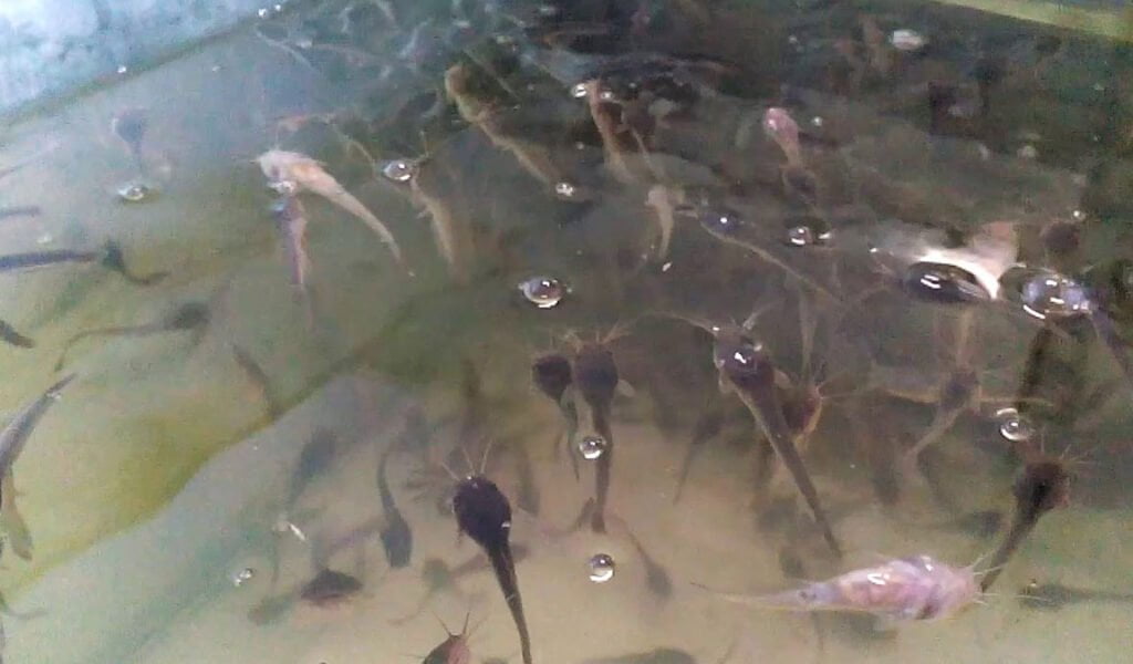 penyakit lele menggantung