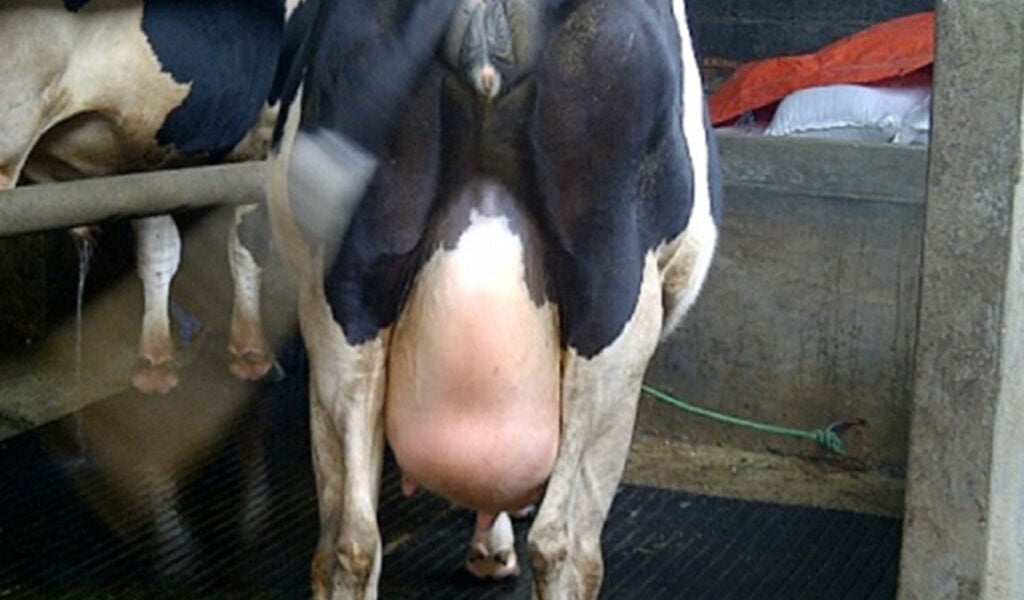 penyakit mastitis sapi