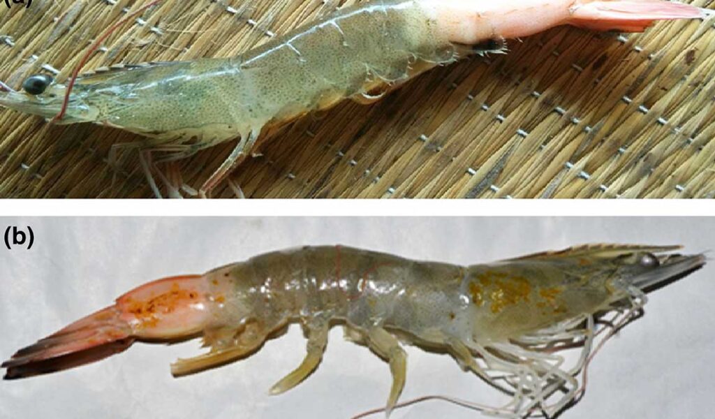 penyakit myo udang vaname