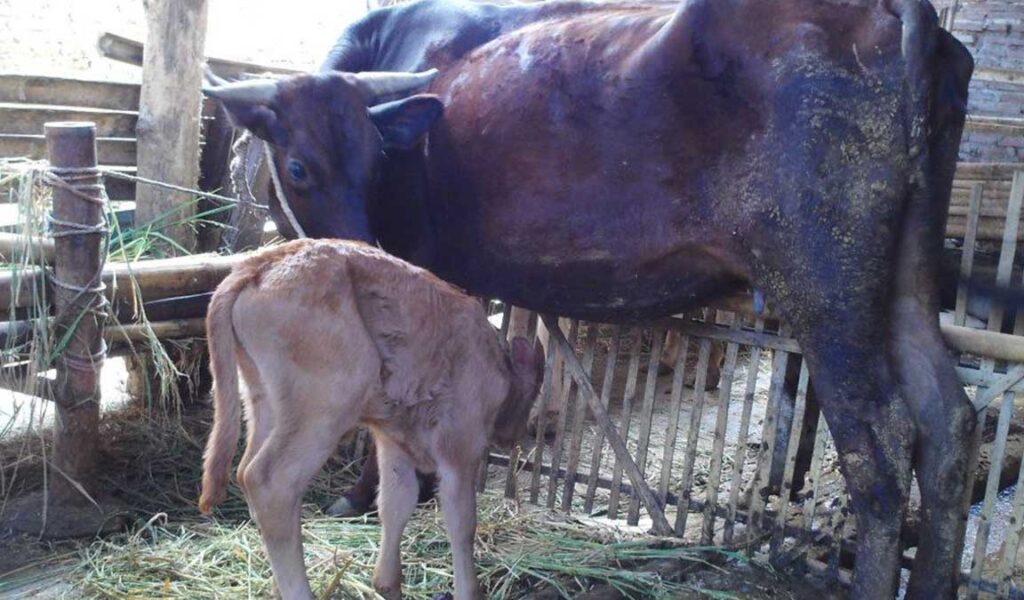 cara agar sapi cepat bunting