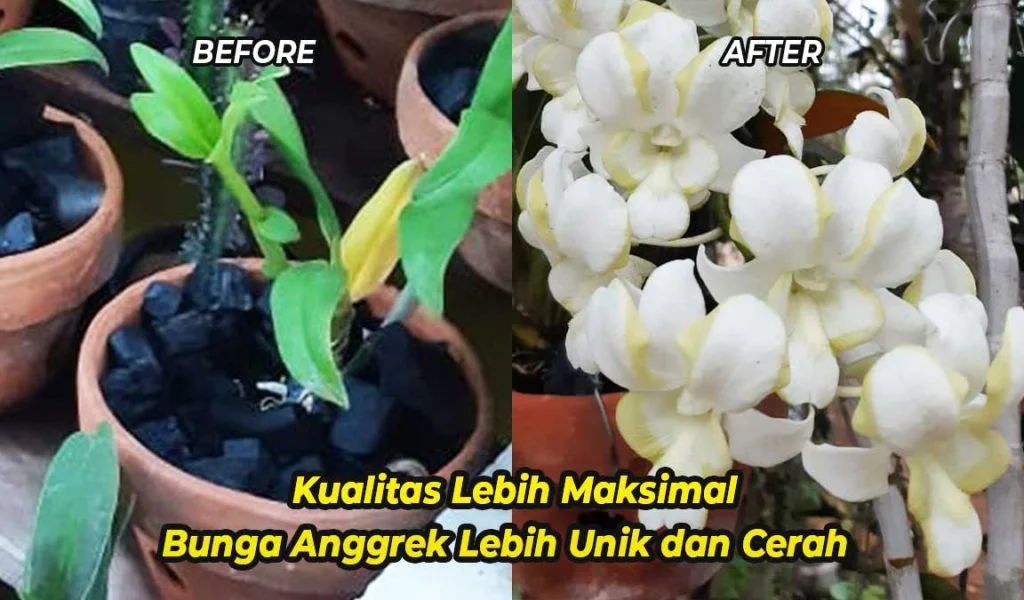 Bukti Keunggulan GDM pada bunga anggrek