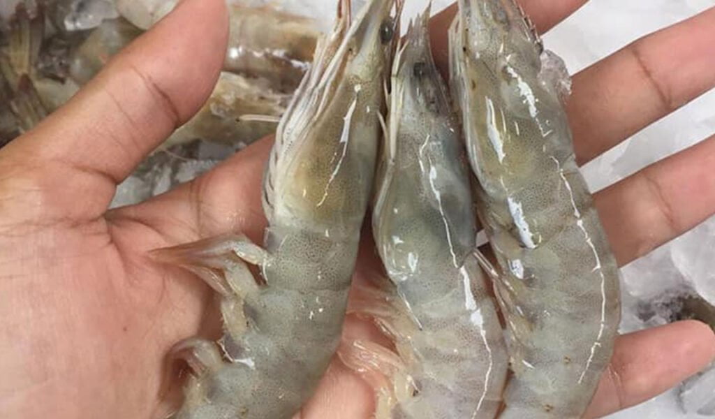 cara mempercepat molting udang vaname