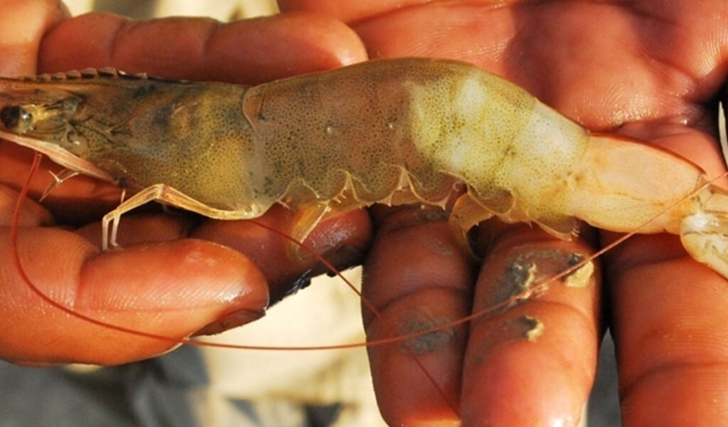 penyakoit berak putih udang vaname