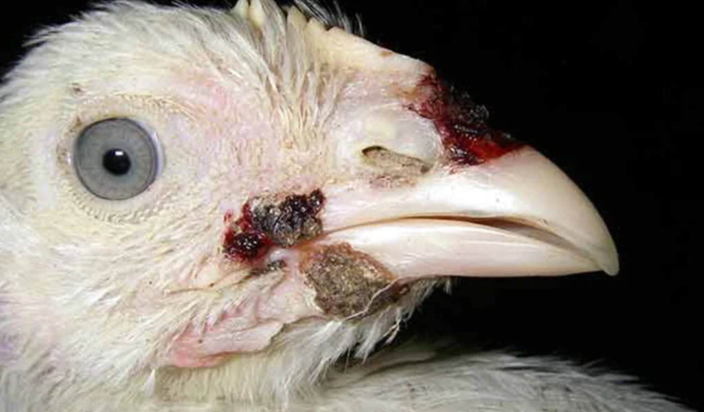 penyakit cacar bebek
