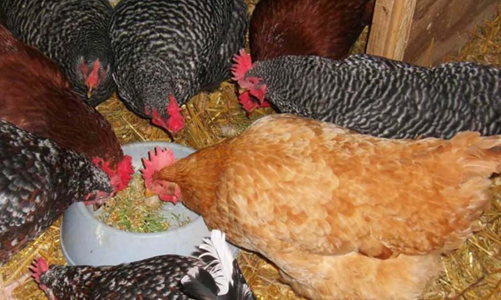 ayam tidak mau makan