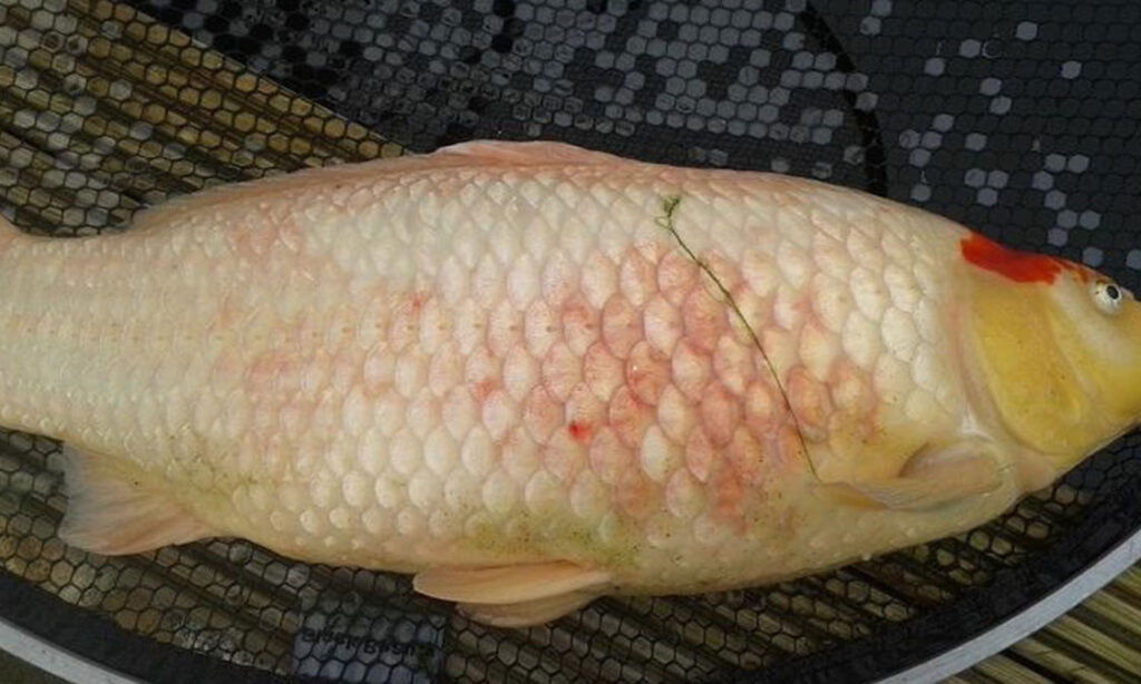 penyakit ikan koi badan merah