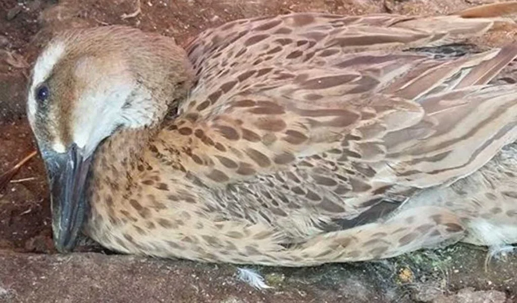 penyakit bebek lumpuh