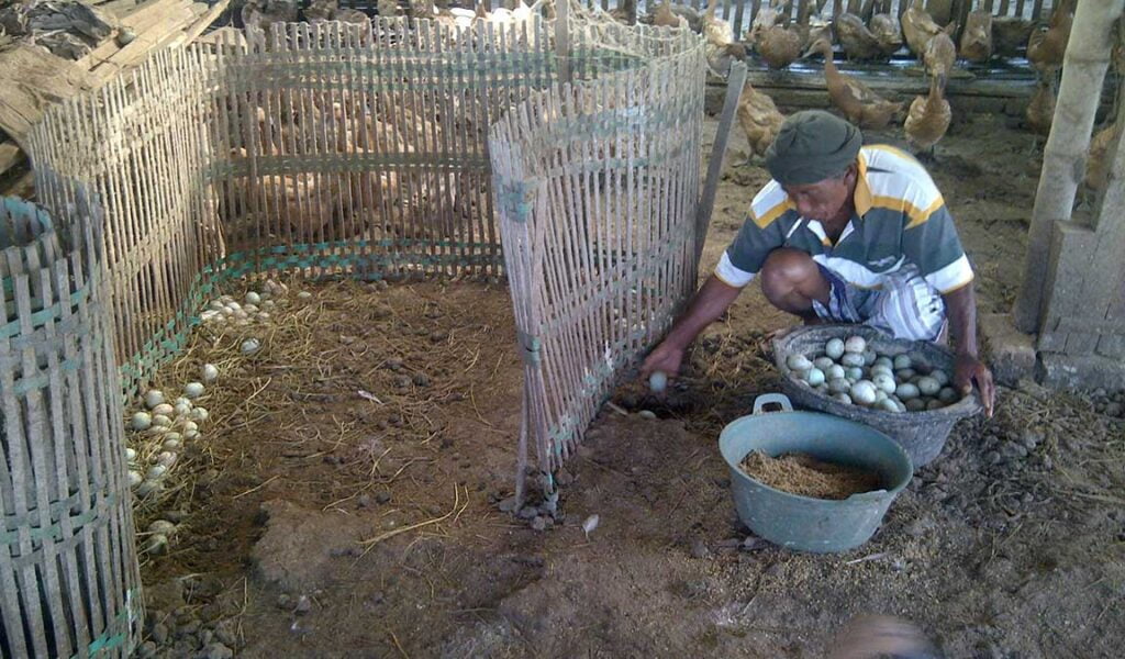 cara meningkatkan produksi telur bebek