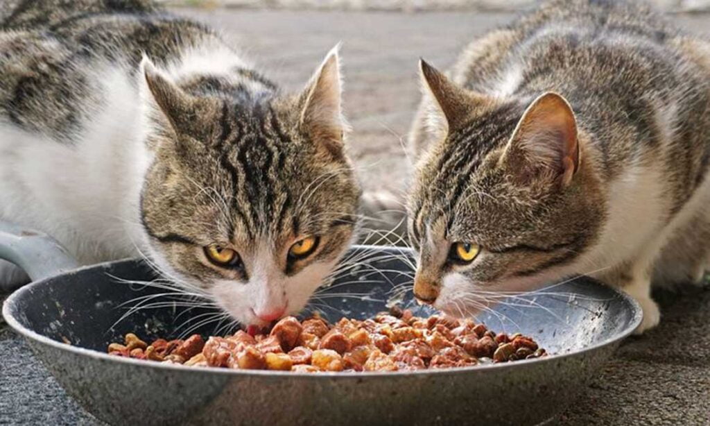 kucing tidak mau makan