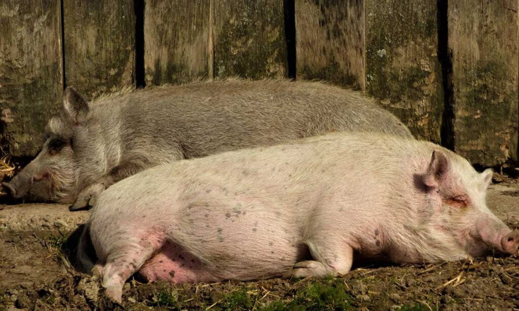 pencegahan babi tidak mau makan